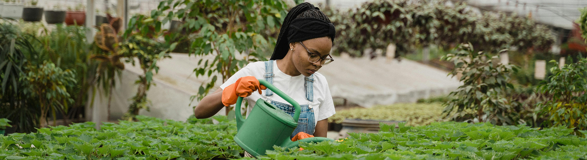Nursery employee watering plants