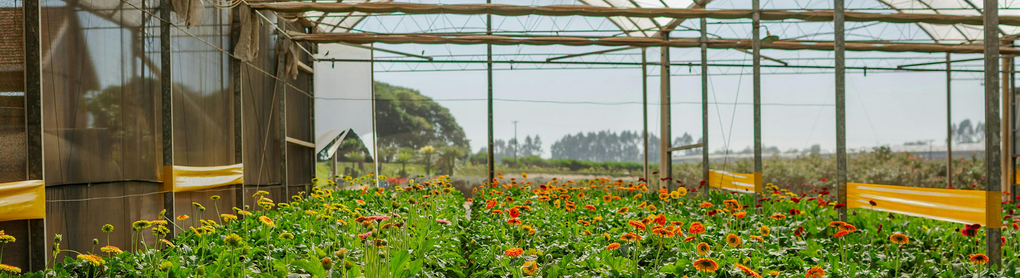 Nursery with rows of plants inside